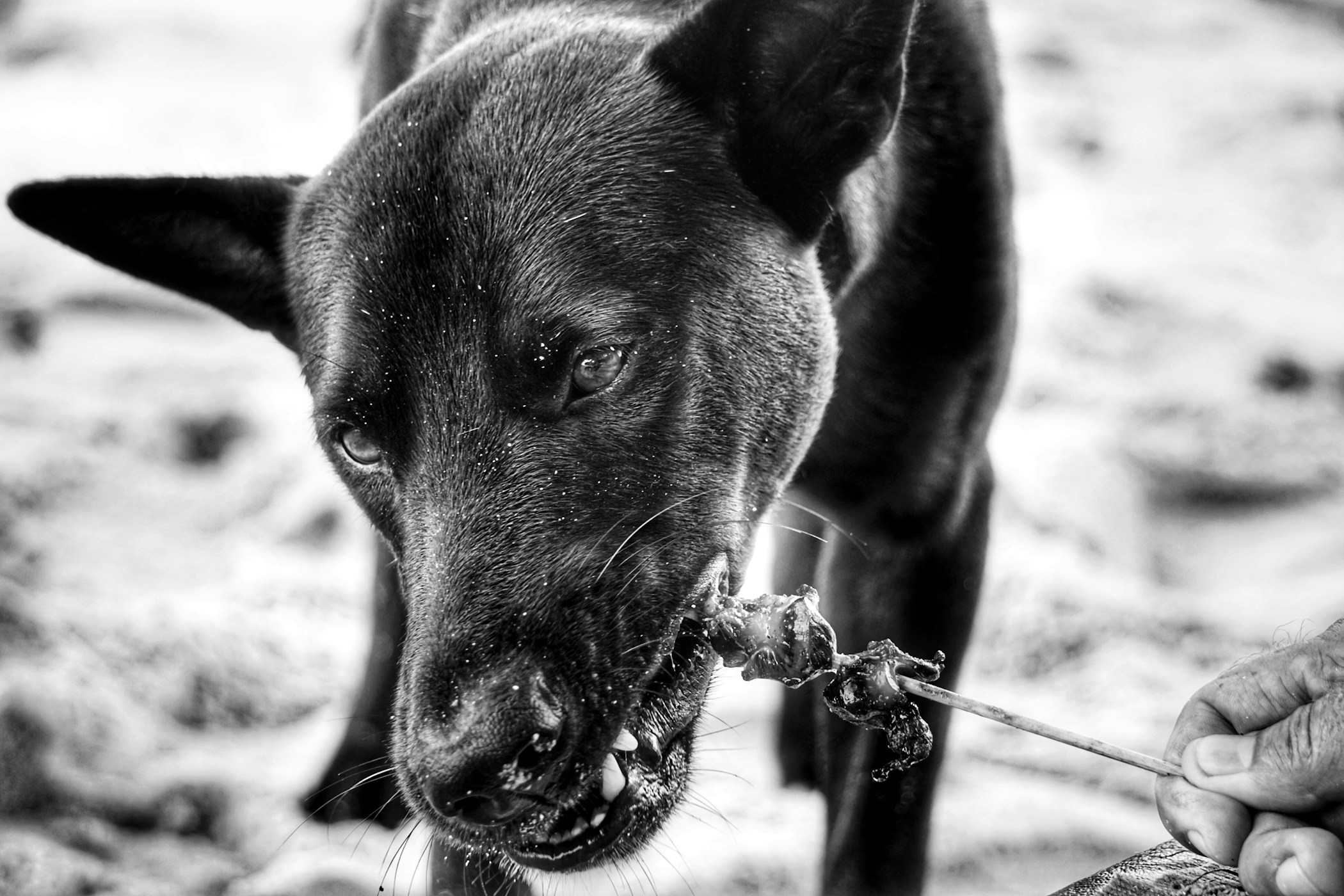 A hungry dog on Chaweng beach get some food.