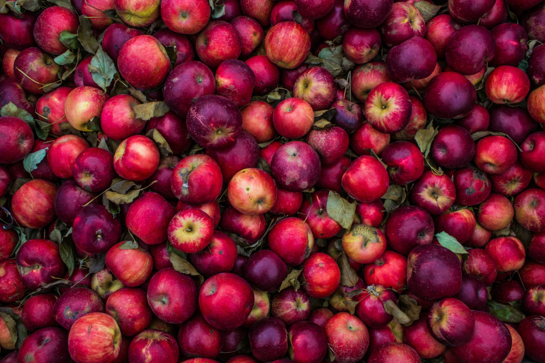 Freshly Picked Apples