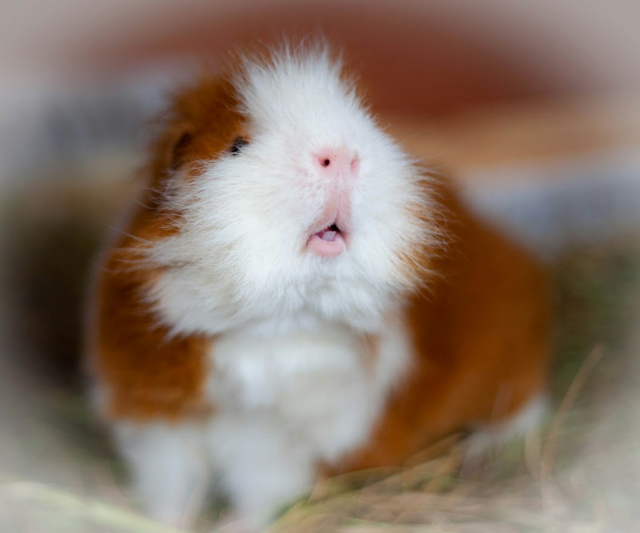 Guinea pig showing his teeth