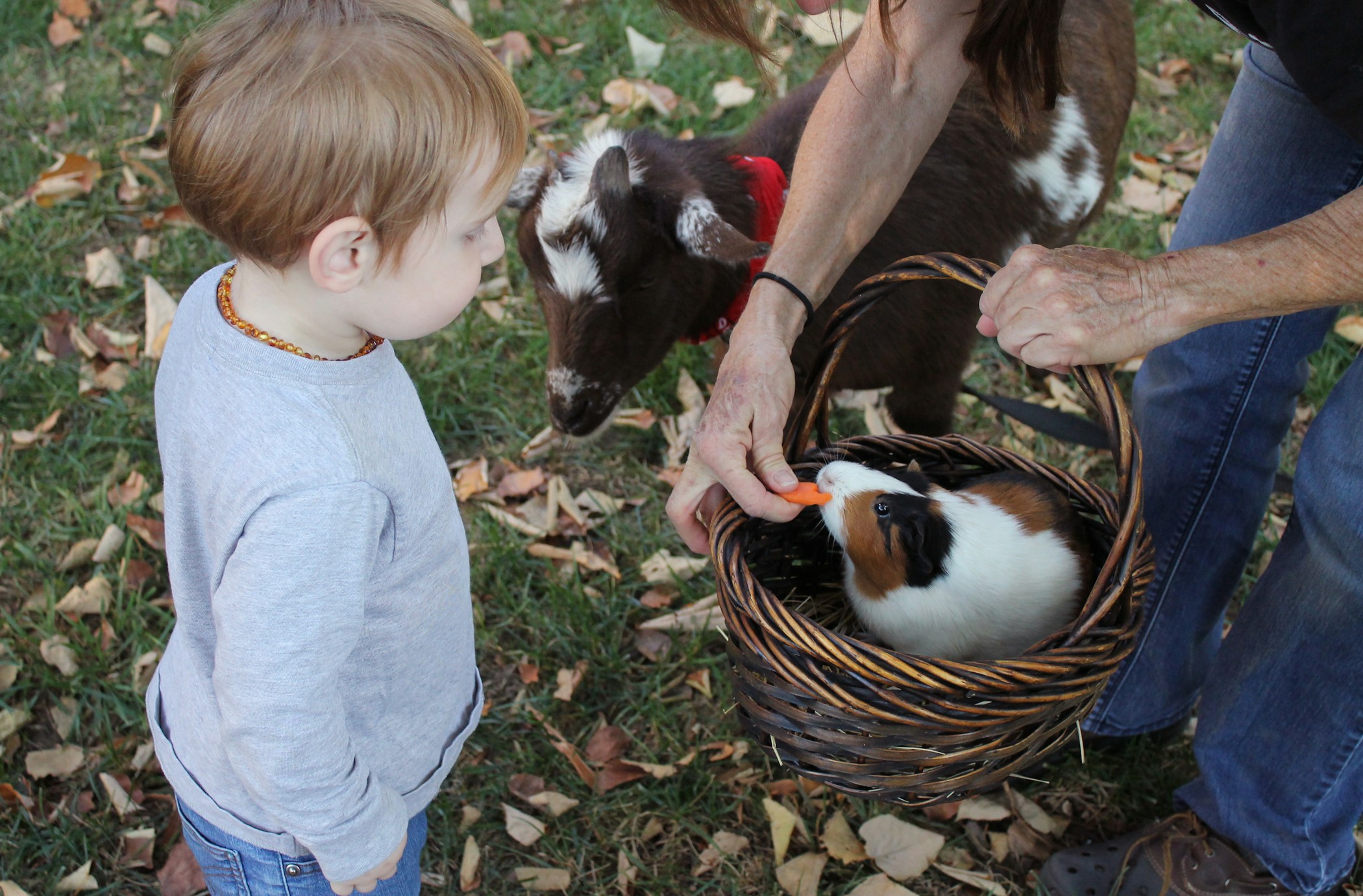 Boy with guinea pig