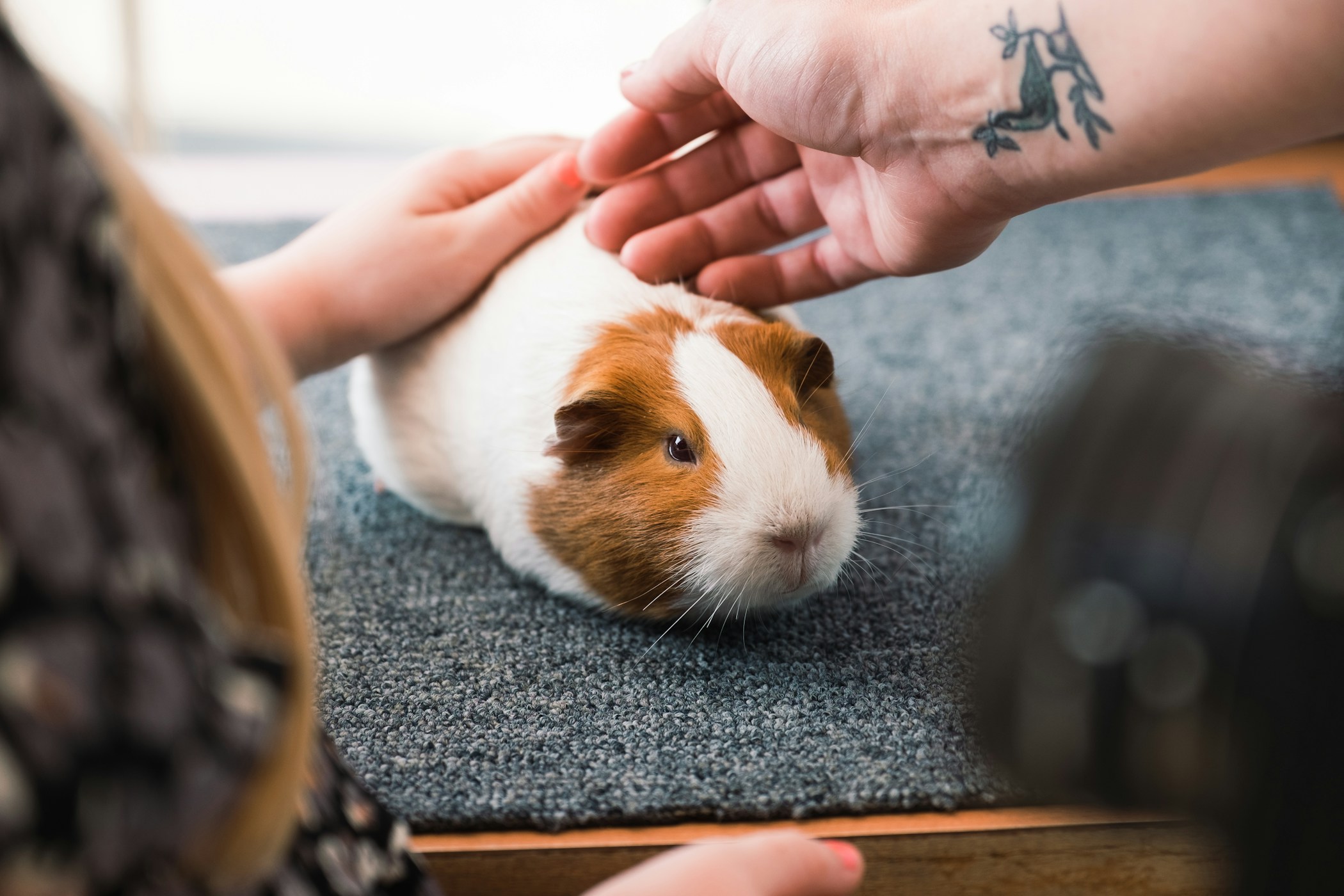 Stroking a guinea pig