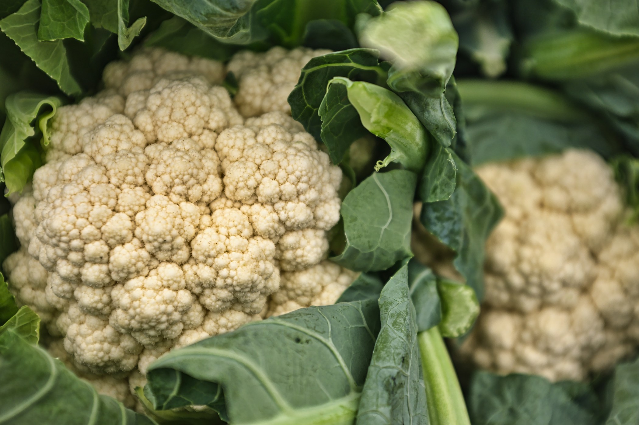 Freshly Harvested Cauliflower Surrounded by Green Leaves in a Garden Setting