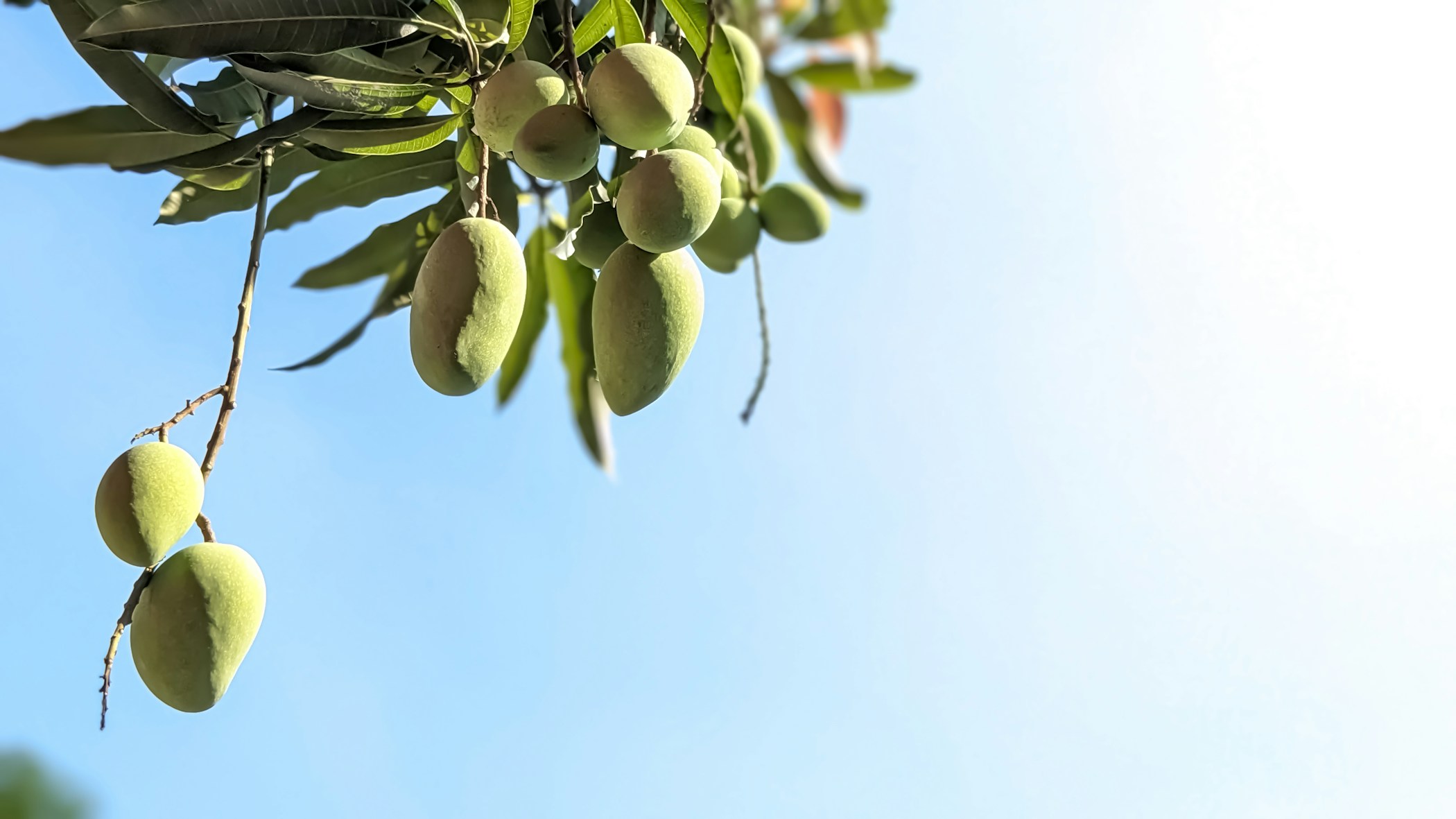 Fresh mangoes