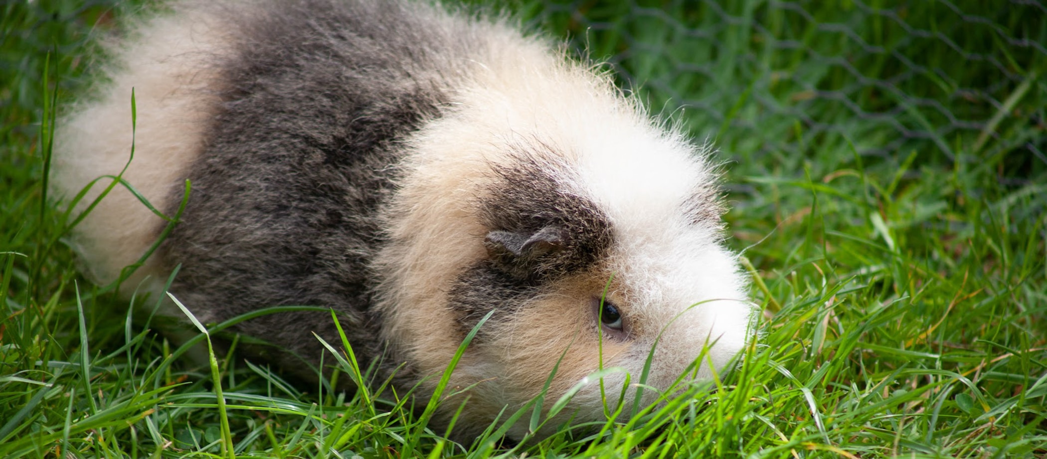 Guinea pig eating grass