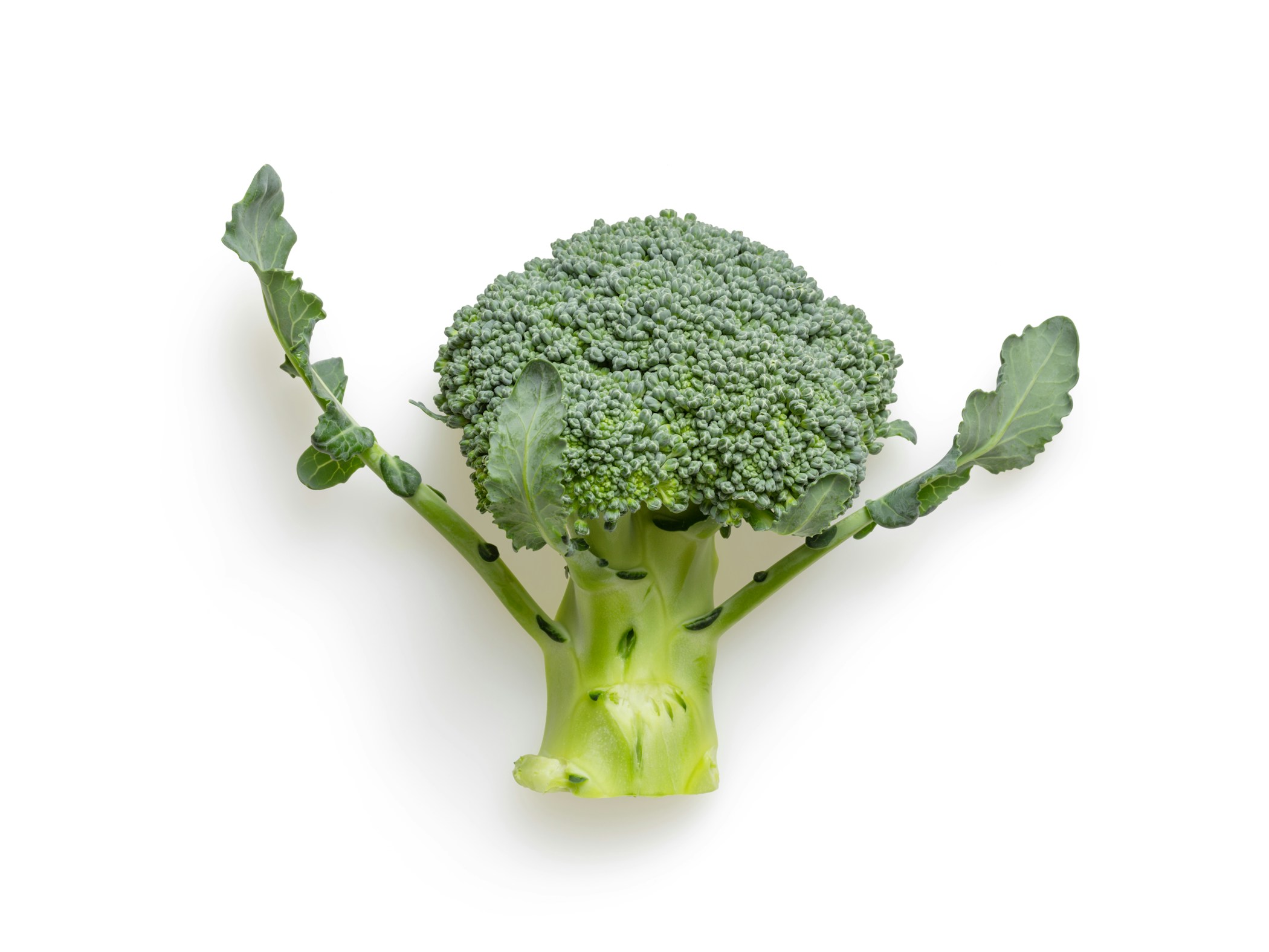 Isolated broccoli on white background