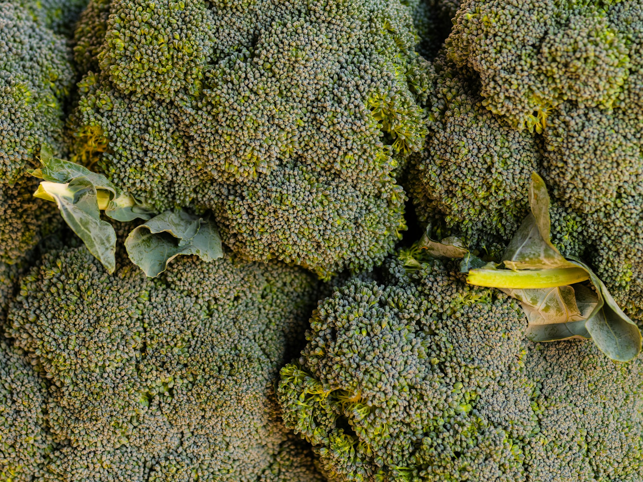 fresh broccoli in the market