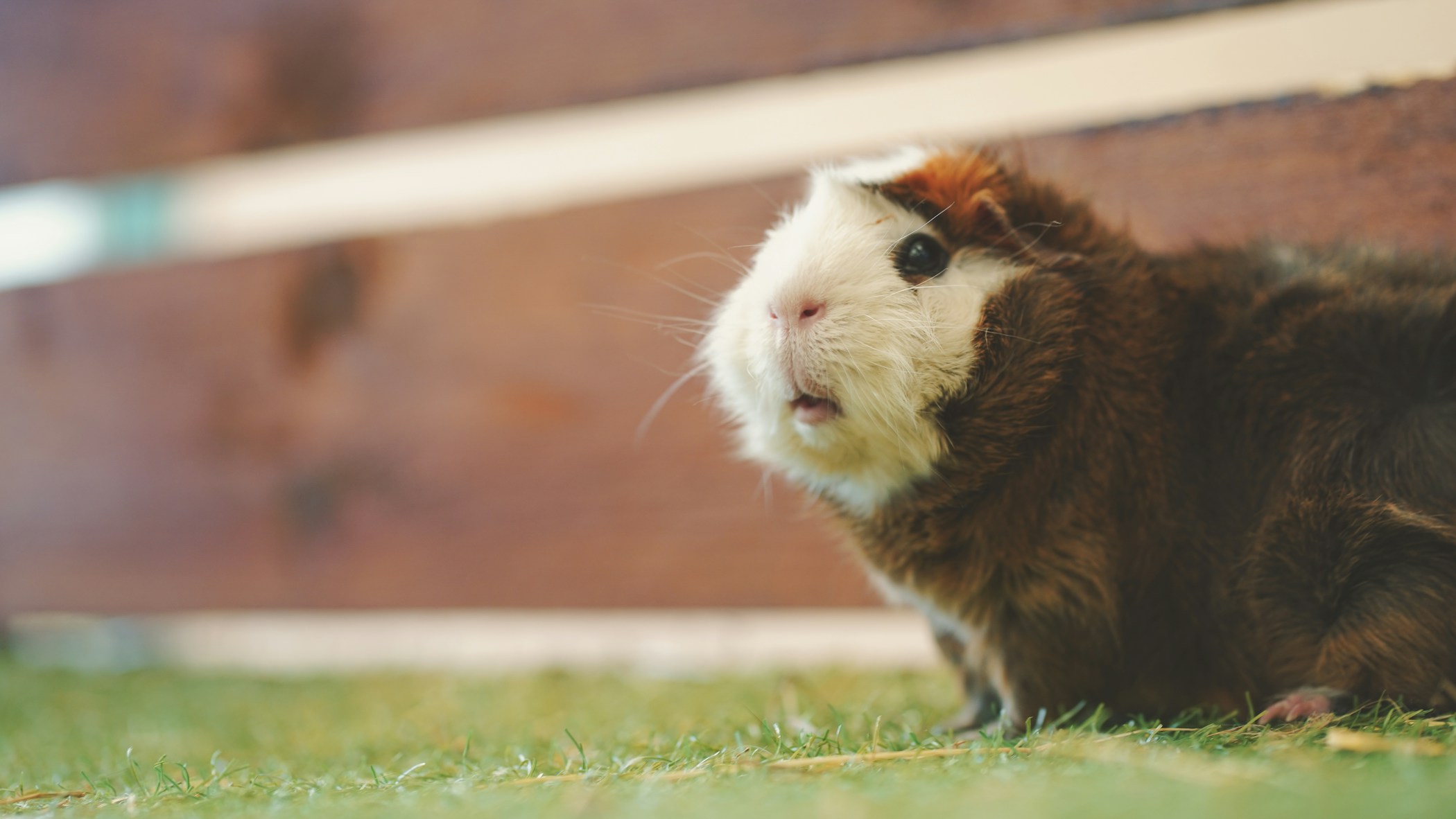 Jack the fluffy Guinea Pig