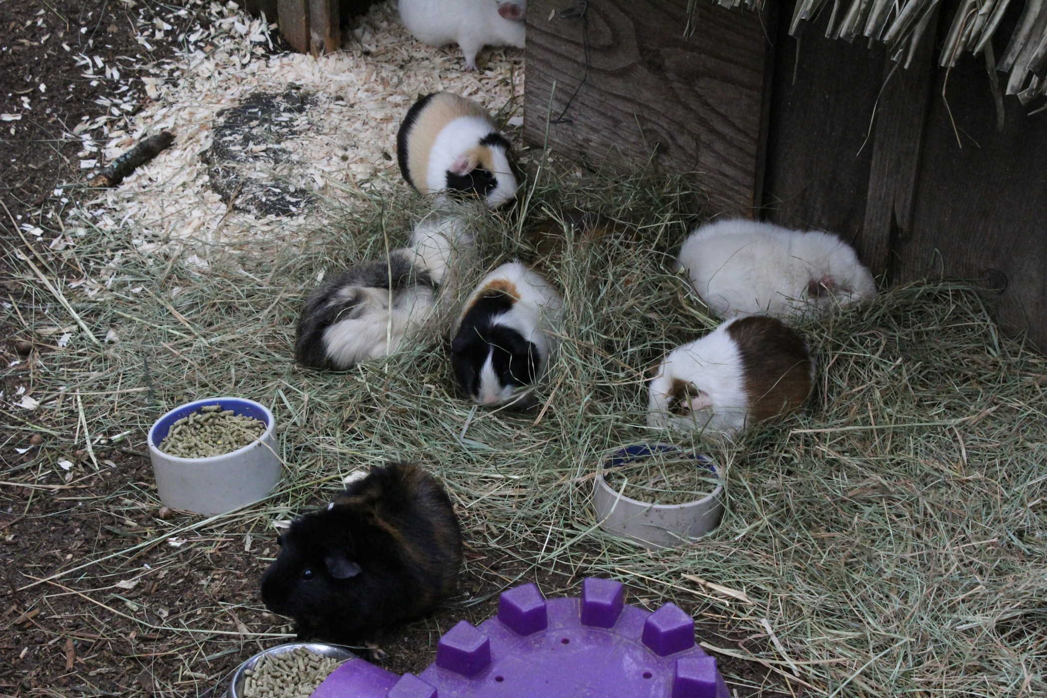 A group of guinea pigs at the Southwick Zoo.