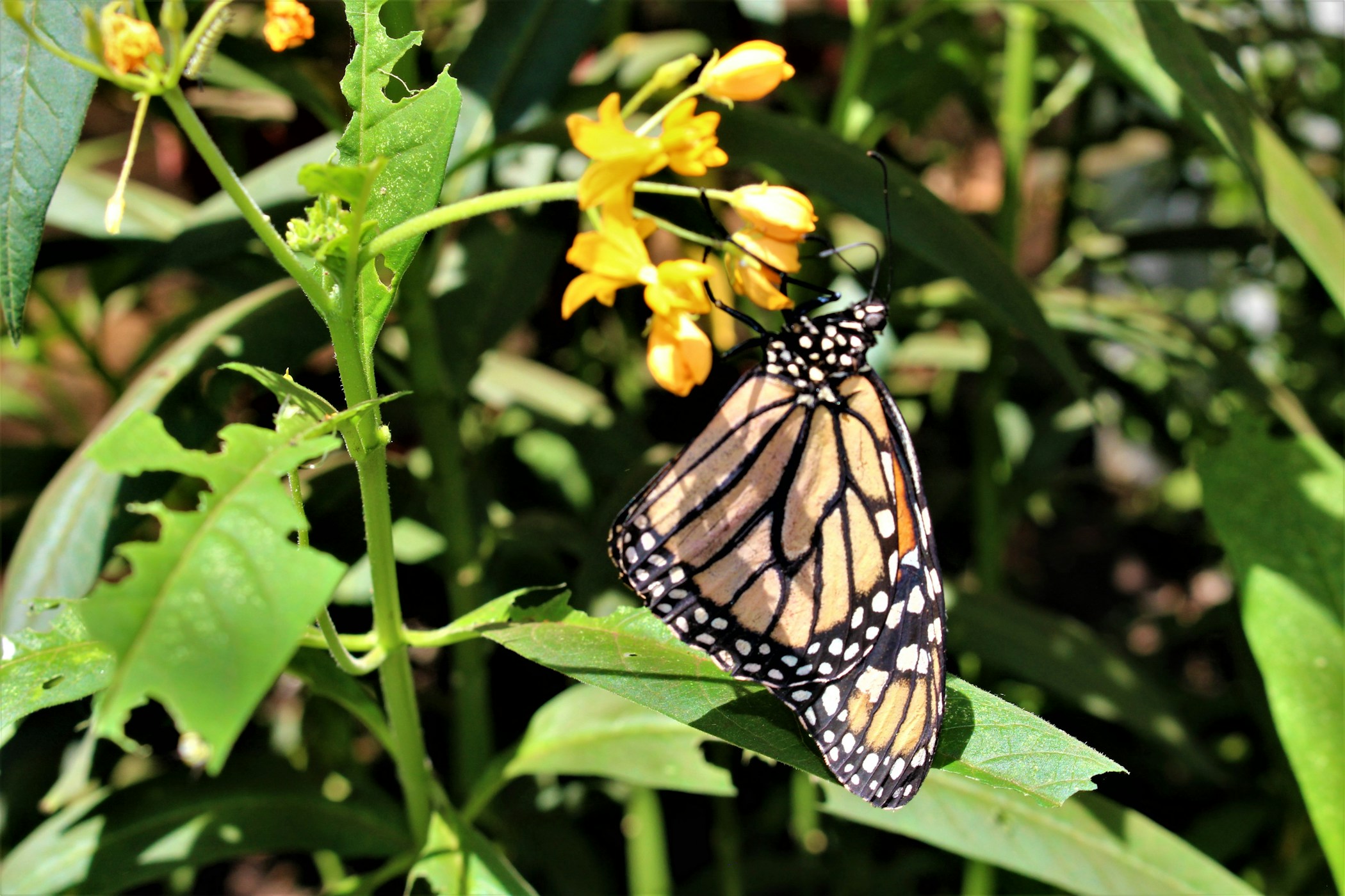 Monarch butterfly on yellow flower