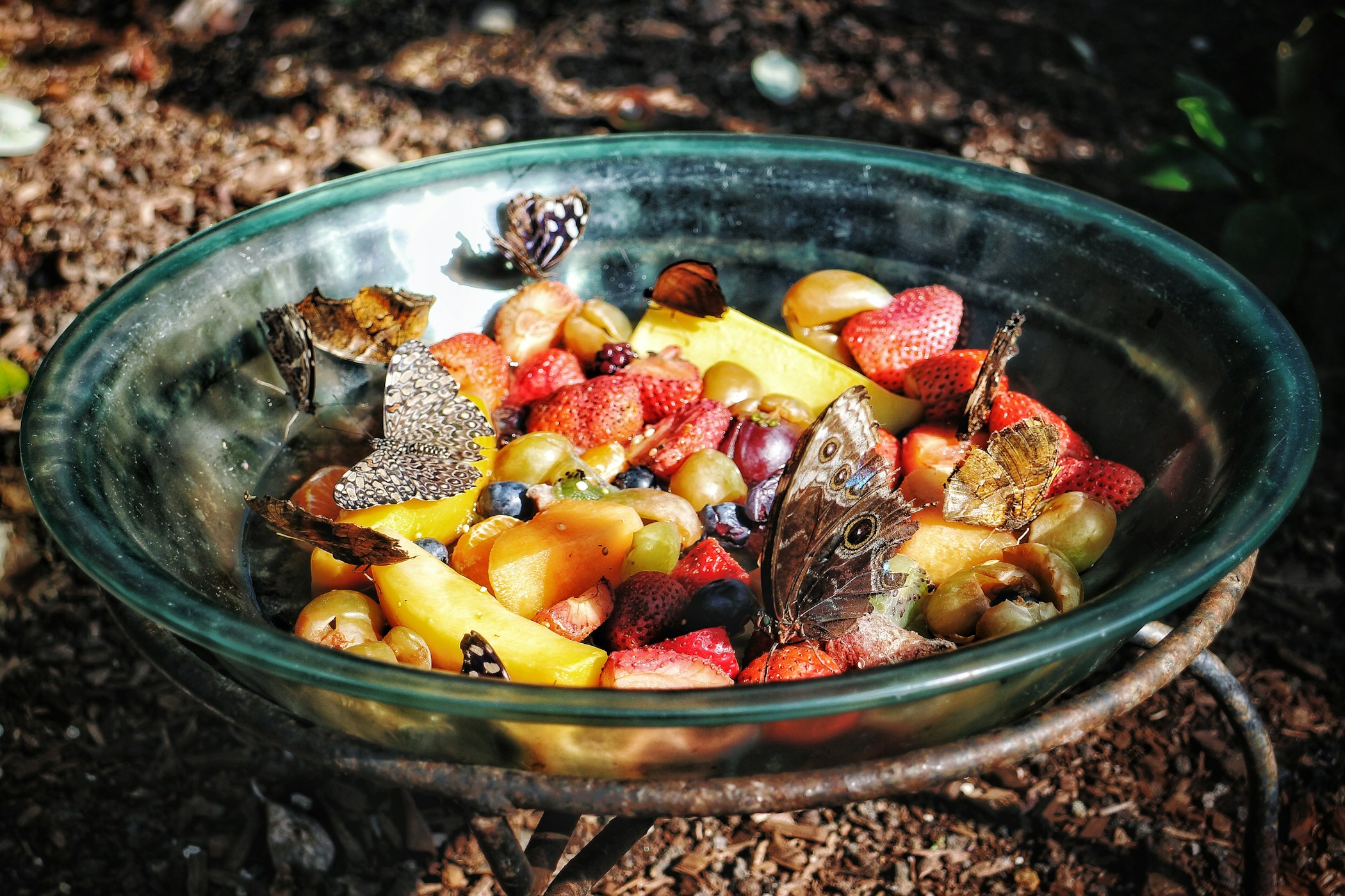 Butterflies feeding on fruit