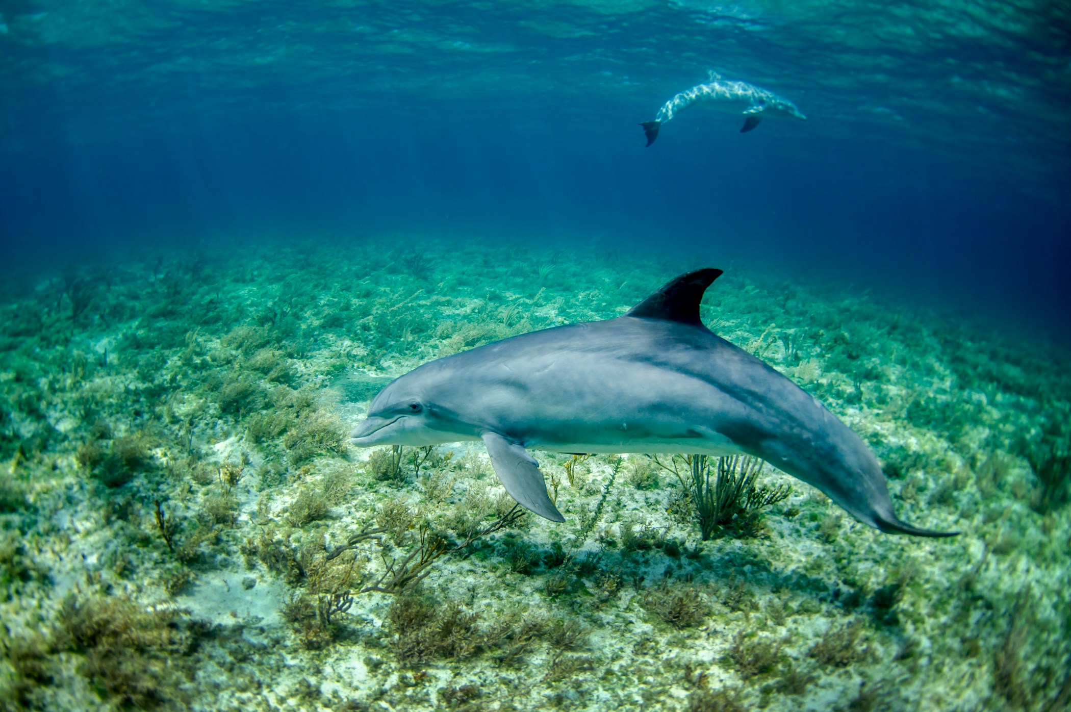 Pair of dolphins