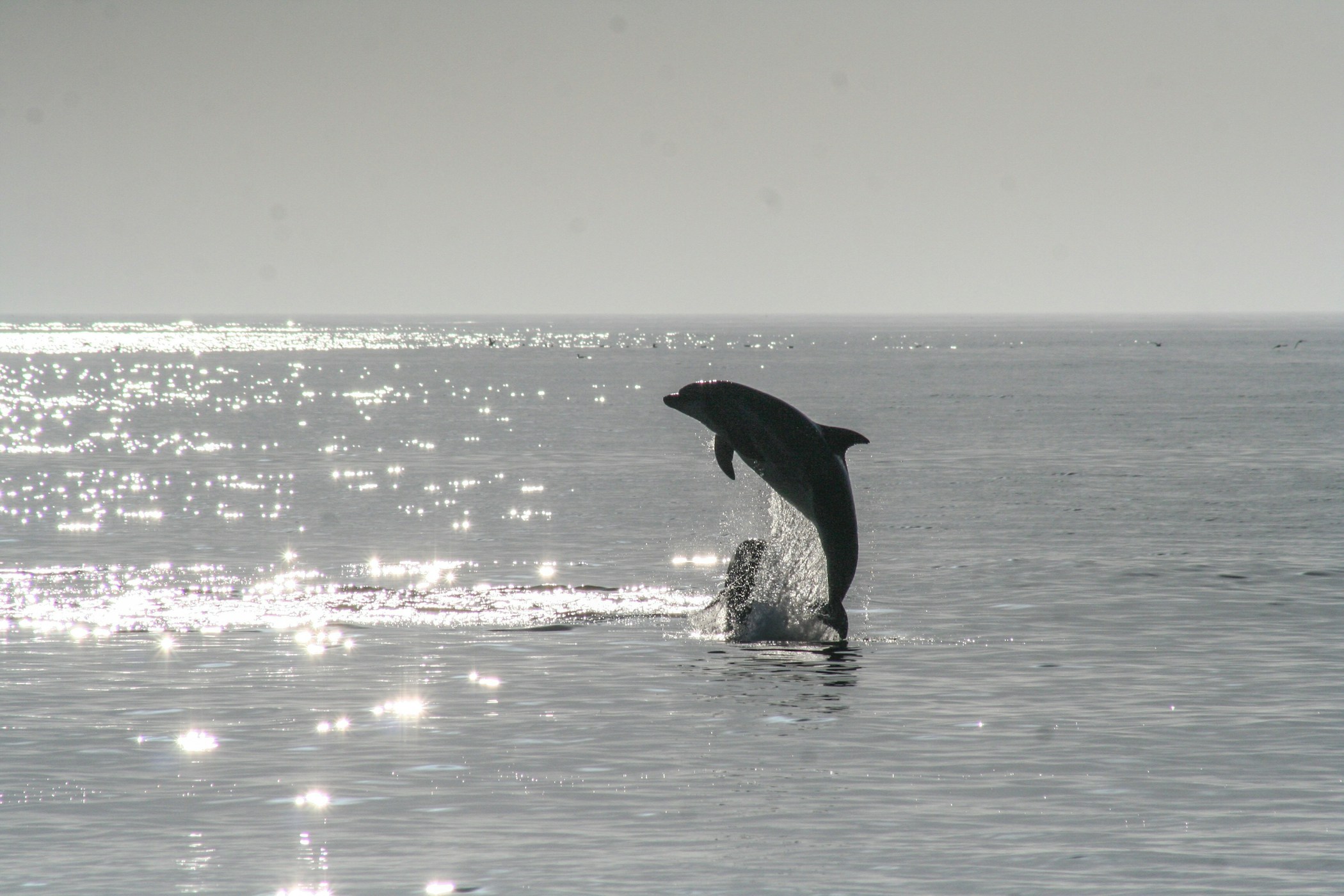 Dolphin jumping out of the sparkly ocean