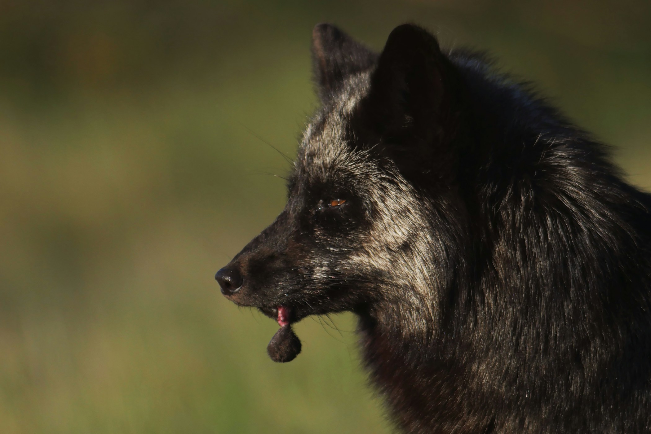 A fox feeding on rabbit on San Juan Islands in fall.