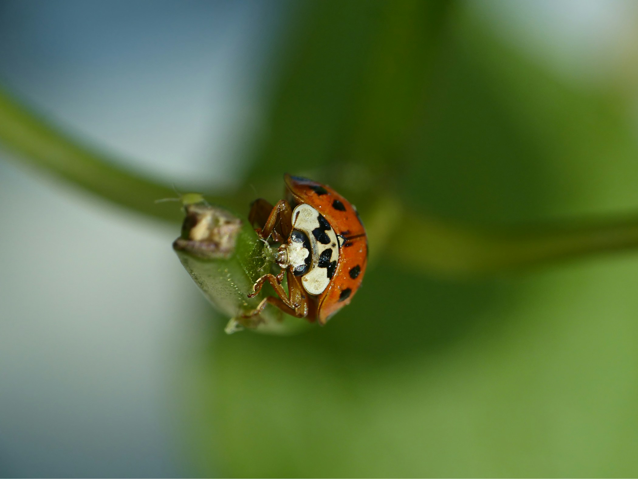 Ladybug devours a trapped aphid