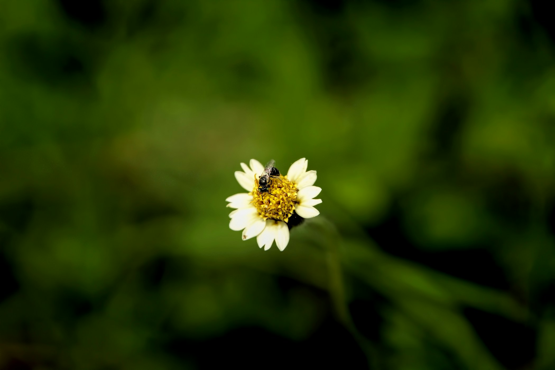 Little bug on White flower. Cute bug on a flower background