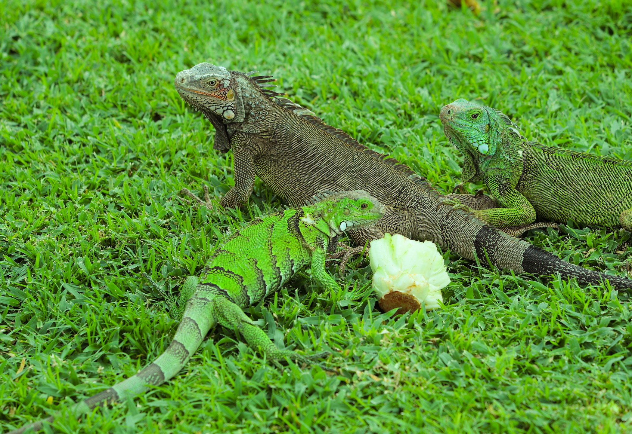 The family of iguanas are having lunch, eating cabbage on Aruba island.