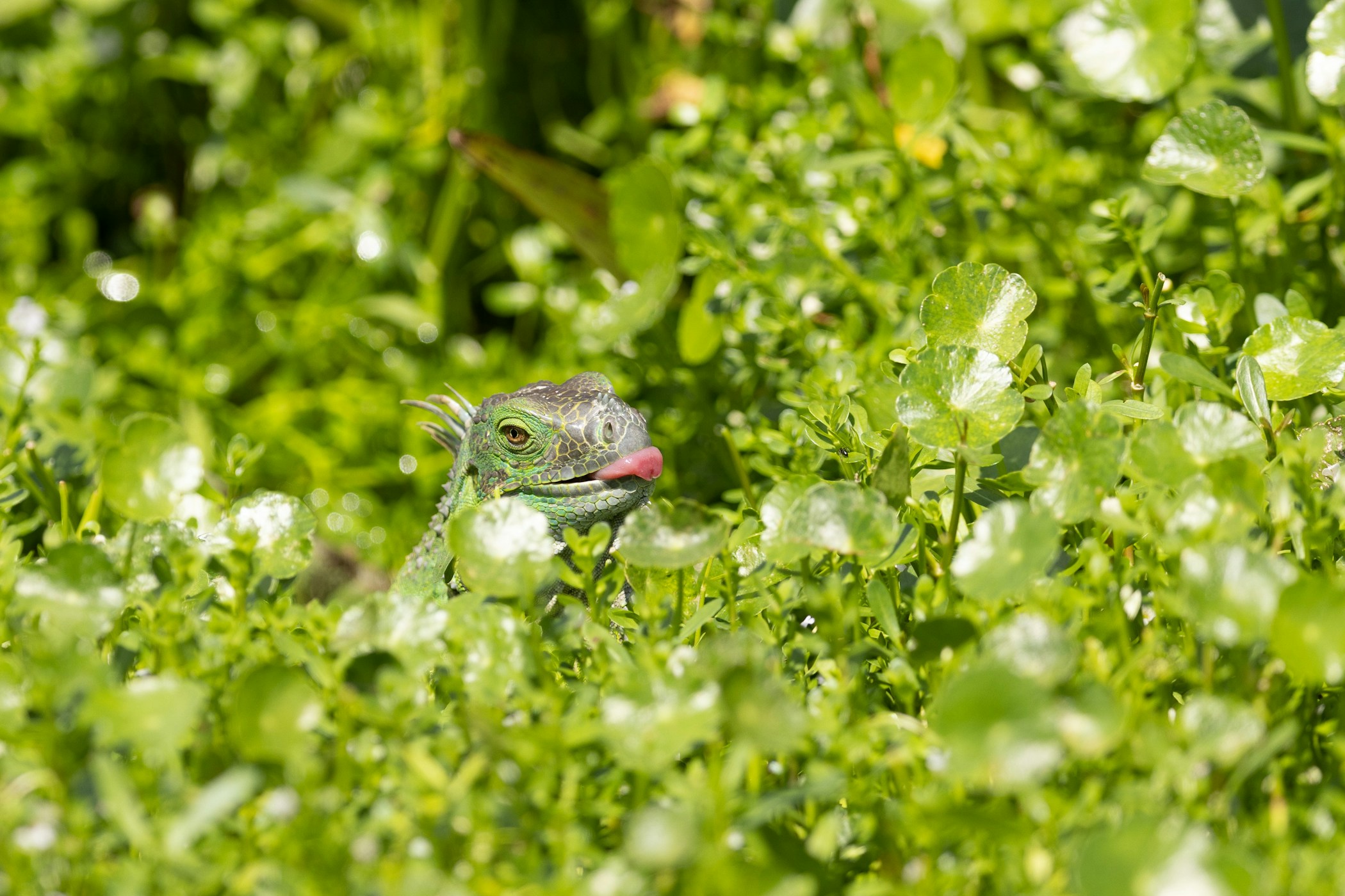 An iguana in a swamp feeding on some leaves.