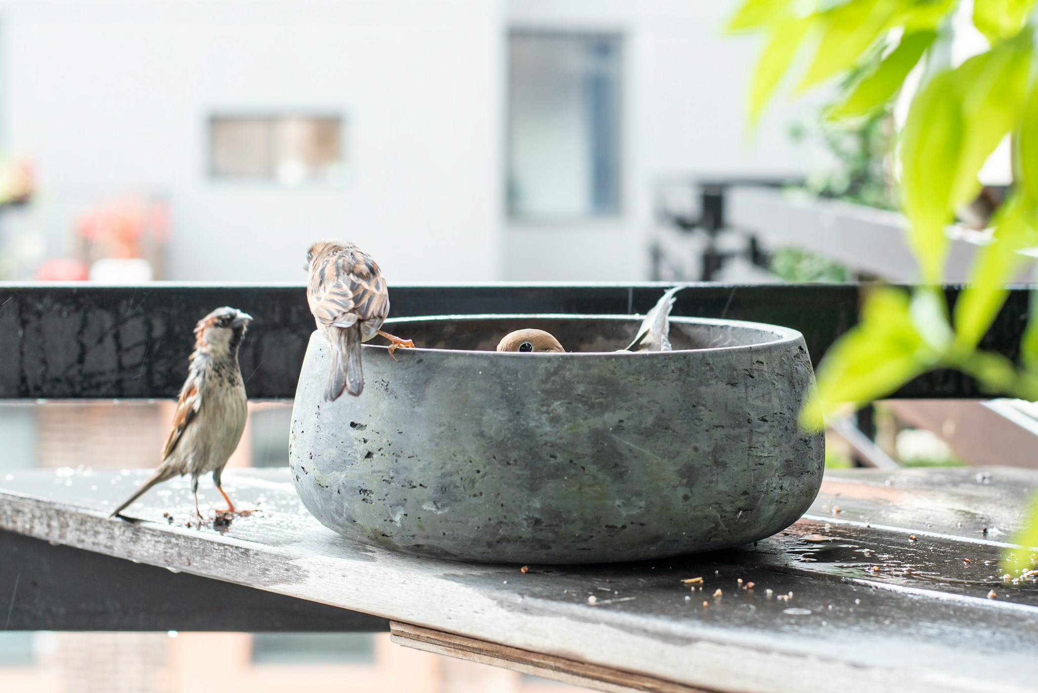 Birds eating seeds inside a concrete planter in the rain