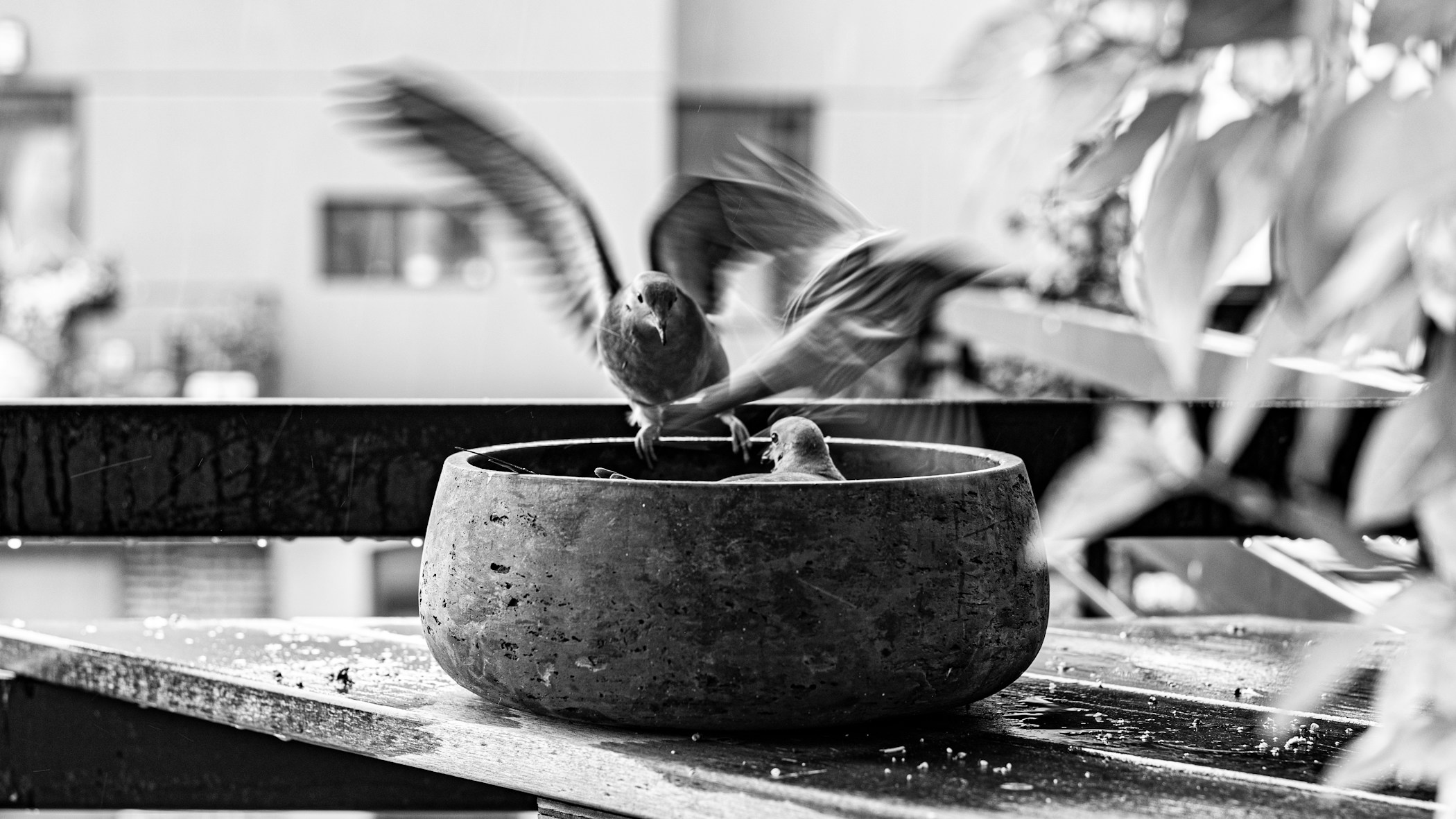 Birds flying around a concrete planter with bird food inside