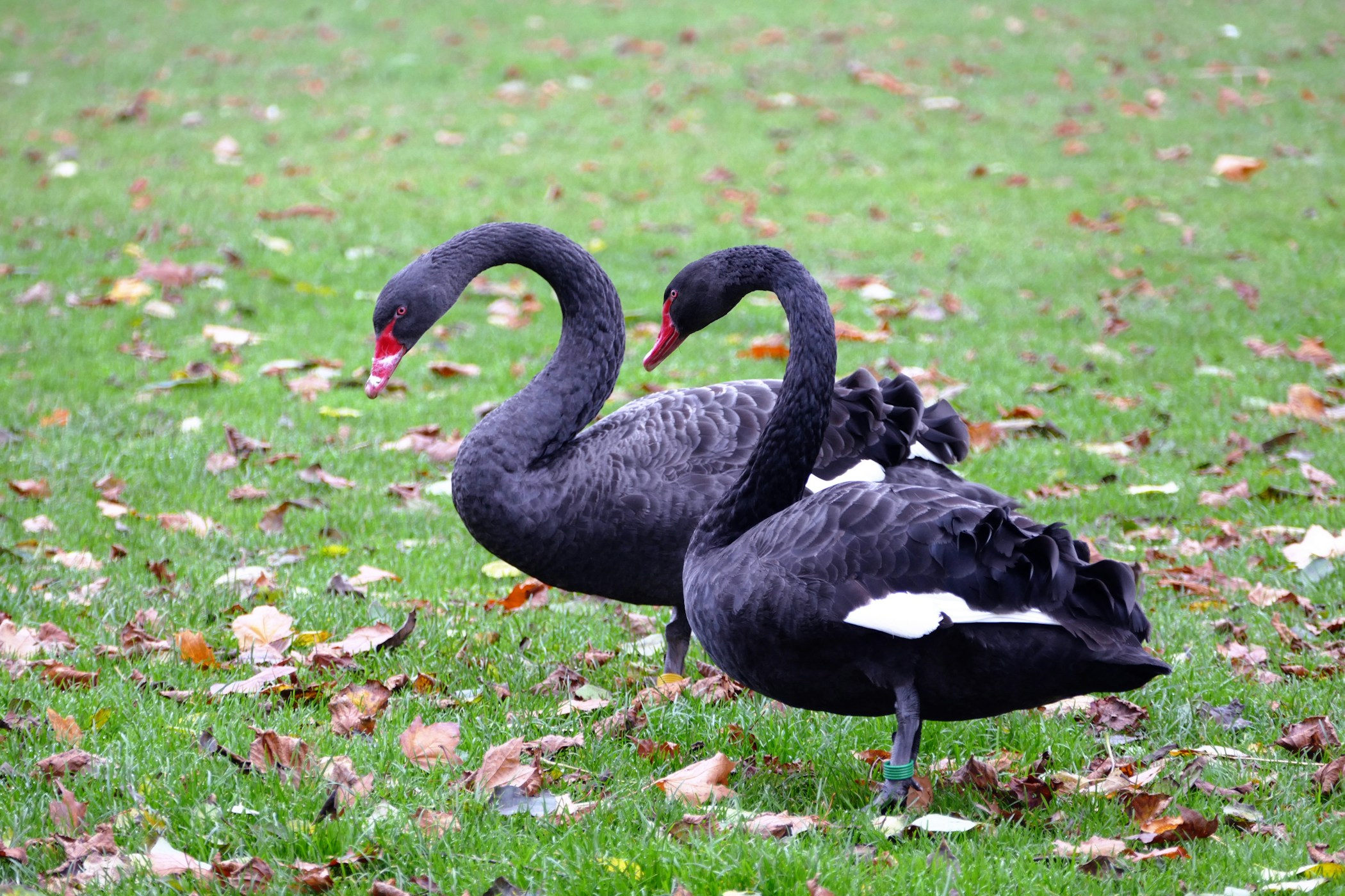 A pair of beautiful black swans