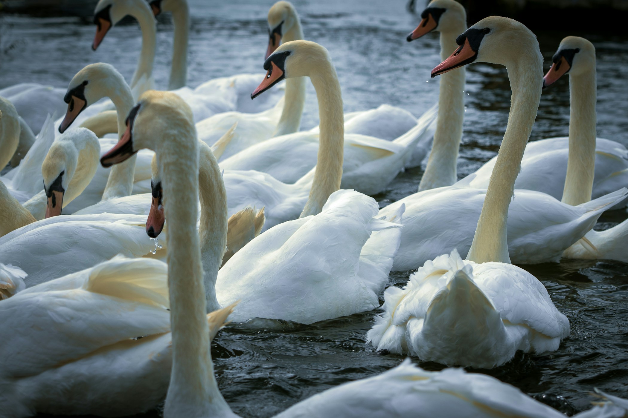 A group of beautiful swans on the river