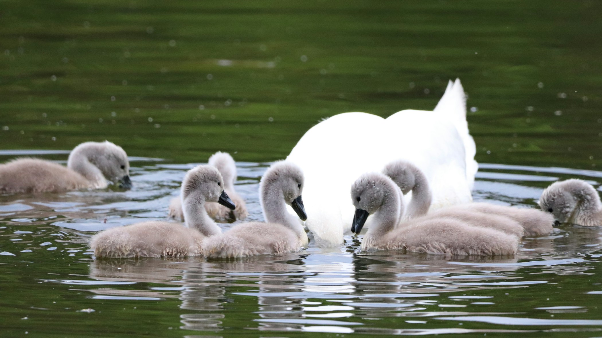 Mute swan with cygnets