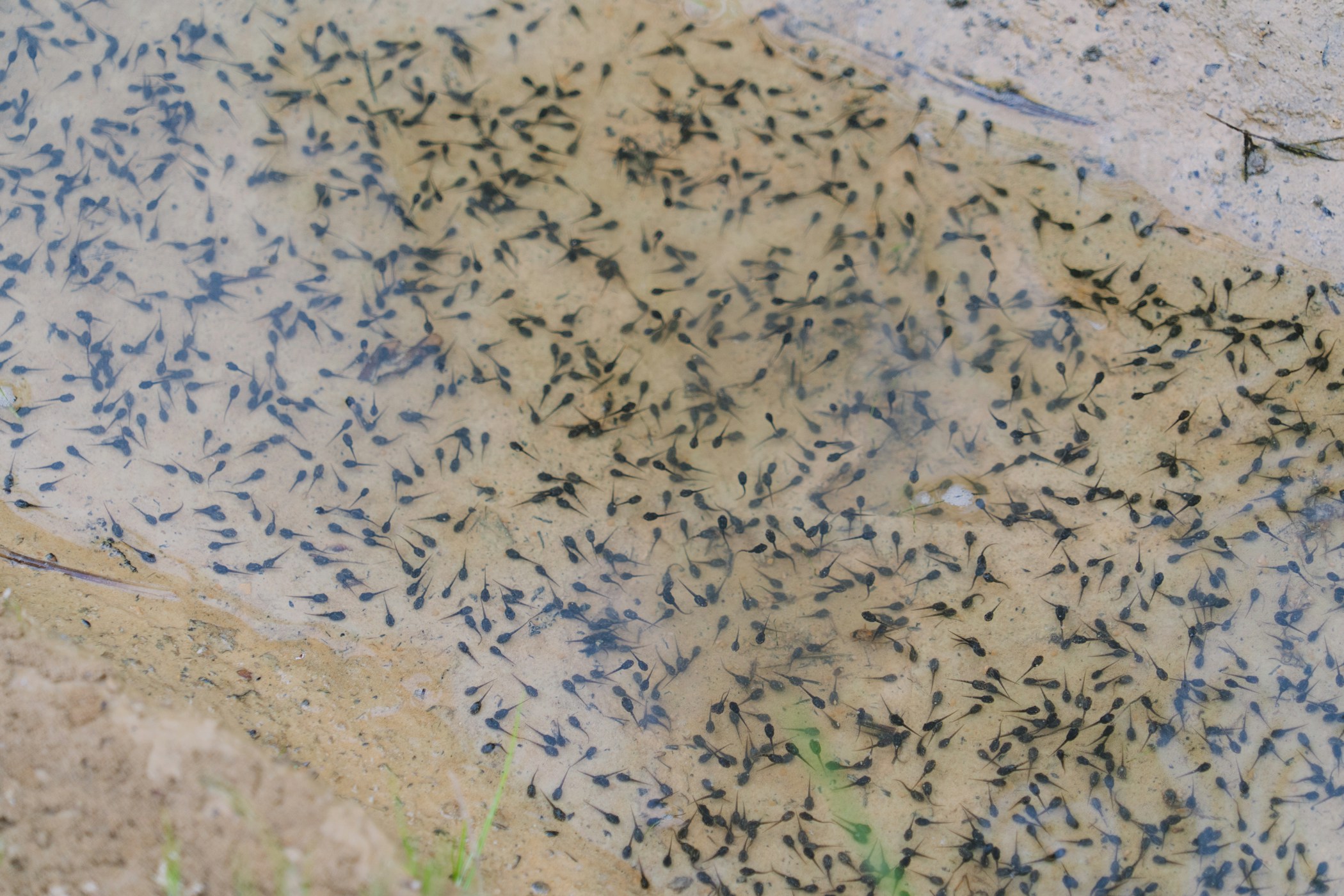 Tadpoles in a puddle of water