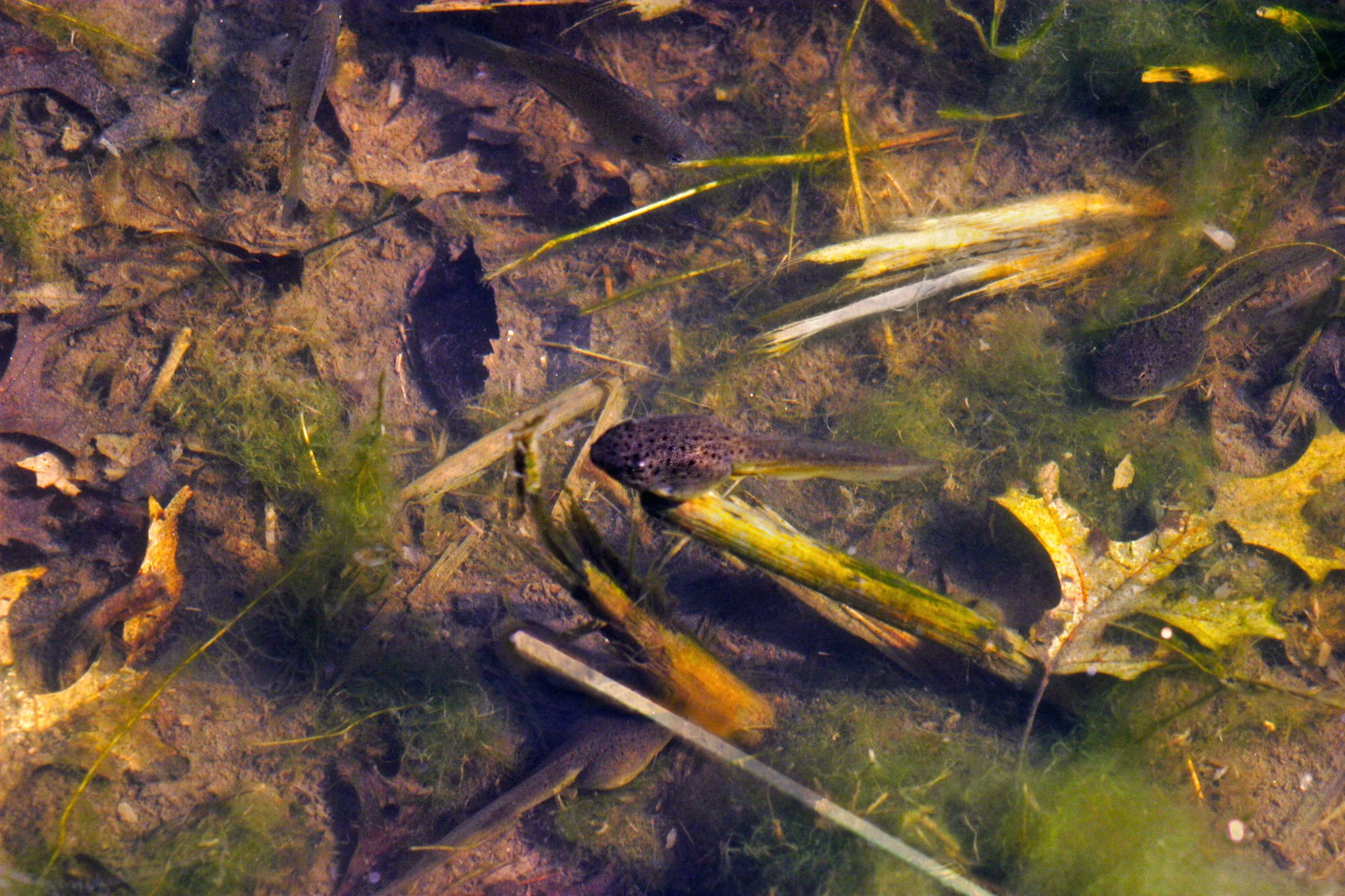 A tadpole swims in leaf debris strewn swamp water.