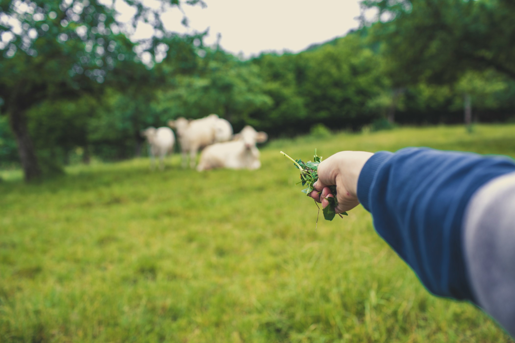 Cows feed in the pasture