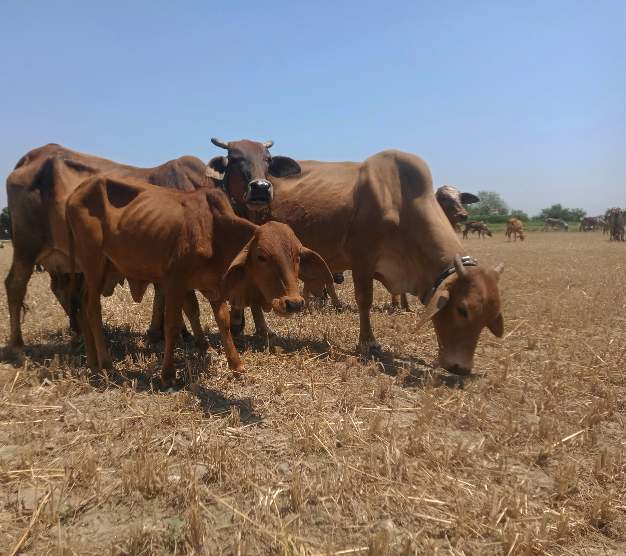 Group of cows at summer in wheat harvested field