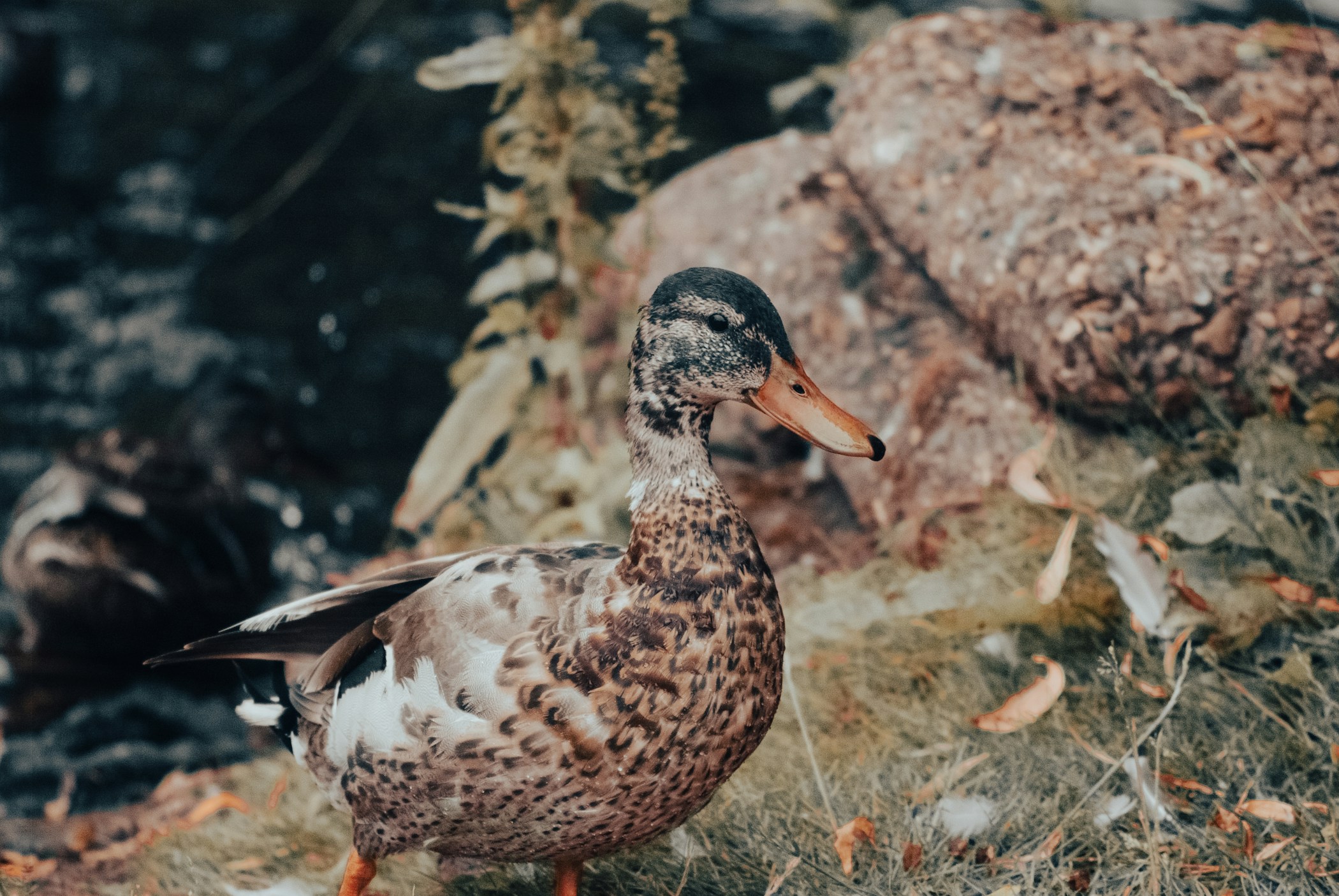 Duck at the pond