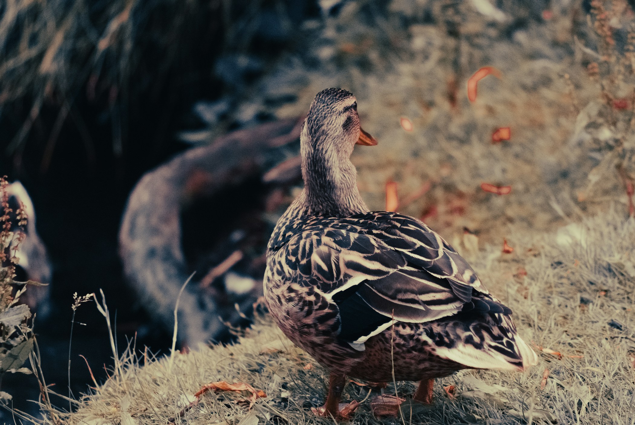 Ducks eating peas