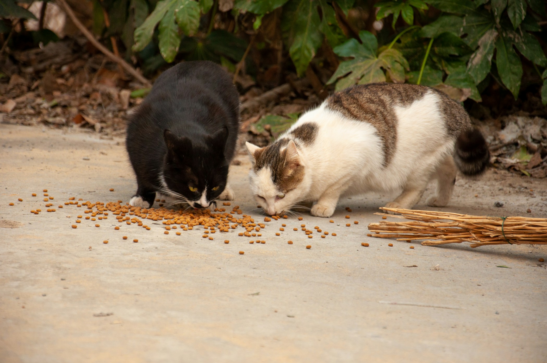 Two cats eating cat food