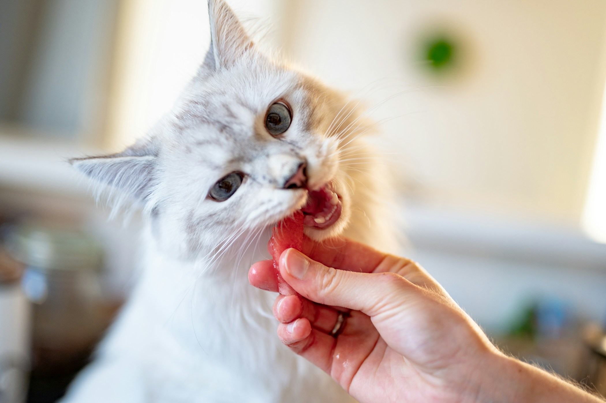 White fluffy cat being fed a watermelon