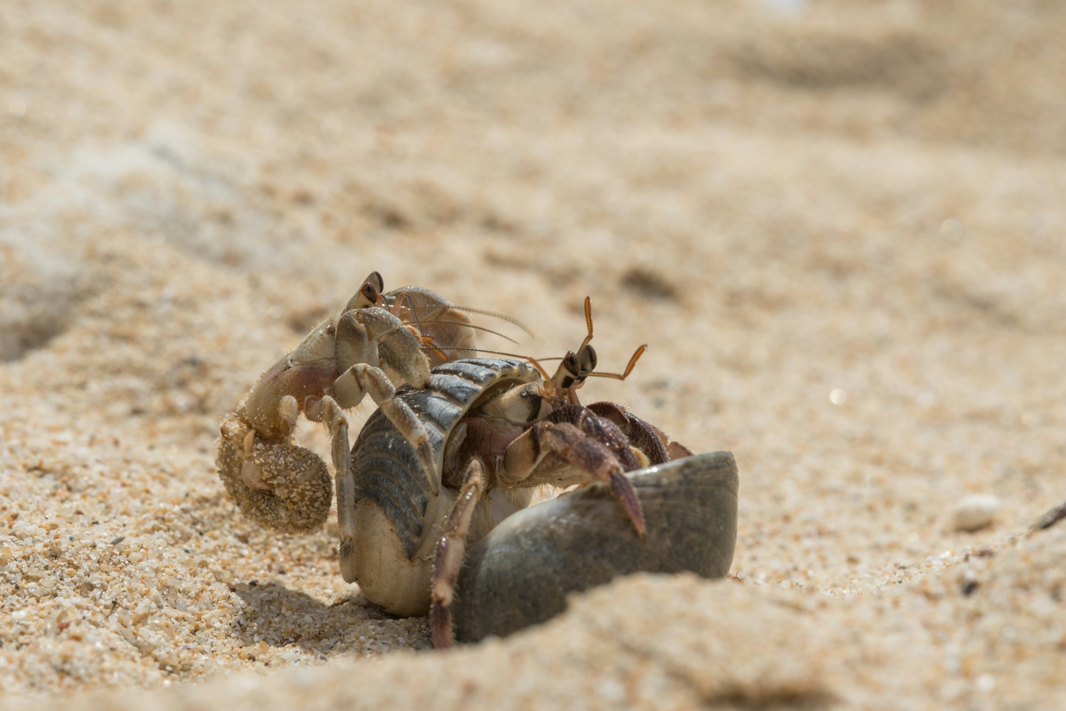 A Hairy Red Hermit Crab going about its business at the Cairns Aquarium.