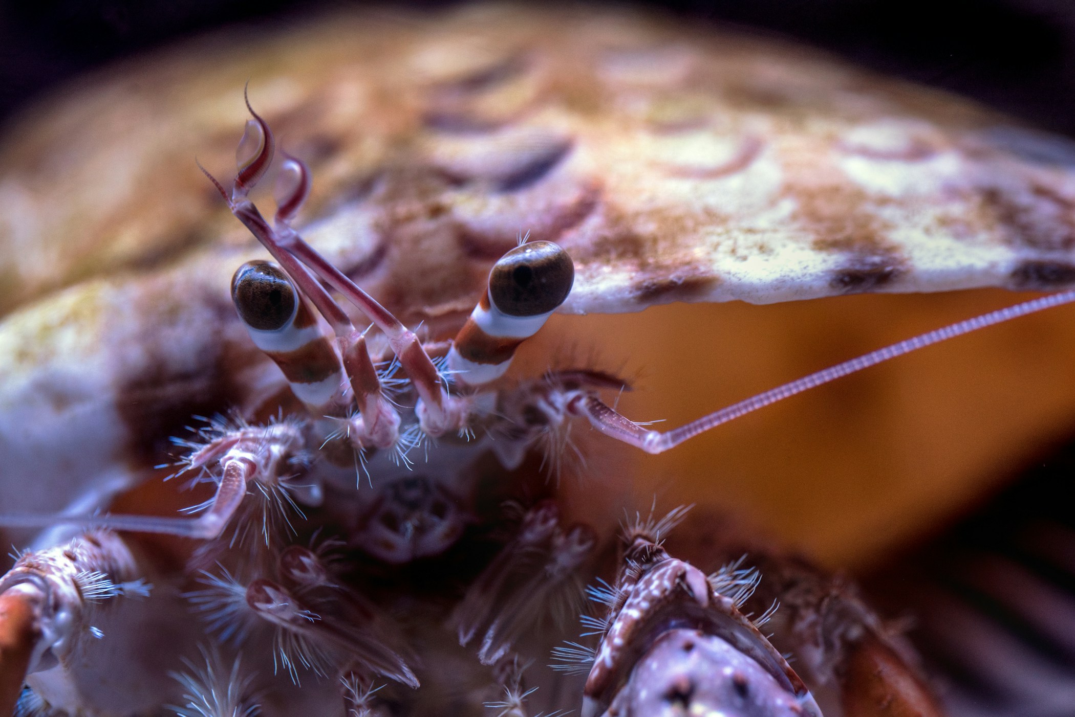 Close up of an inquisitive crab which has popped its head out of its shell.